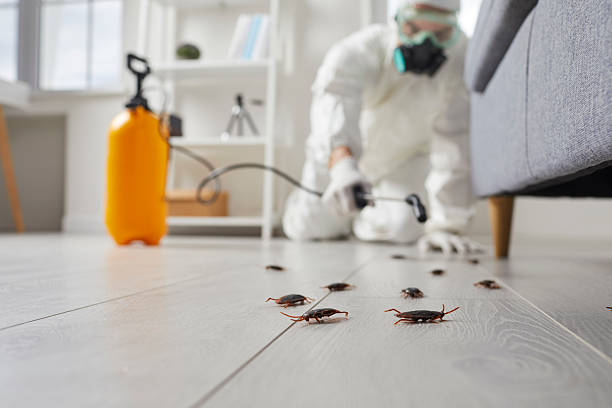 Commercial Rodent Management in San Leandro